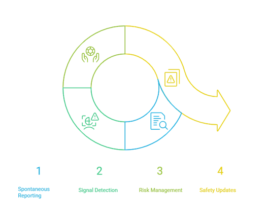 Drug safety timeline illustration
